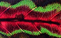 赤く色づくカンプノスペルマ・パナメンセの葉の接写（ウルシ科）/A colored leaf of Campnosperma panamense（写真横幅:約4cm 　撮影地:カウイータ国立公園、コスタリカ）