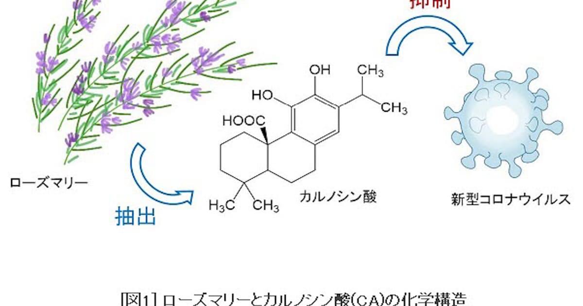 東京工科大 ローズマリー由来のカルノシン酸が新型コロナを抑制する可能性を示す論文を発表 日本経済新聞 東京工科大 ローズマリー由来のカルノシン酸が新型コロナを抑制する可能性を示す論文を発表 日本経済新聞