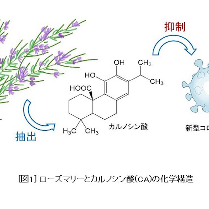 東京工科大 ローズマリー由来のカルノシン酸が新型コロナを抑制する可能性を示す論文を発表 日本経済新聞 東京工科大 ローズマリー由来のカルノシン酸が新型コロナを抑制する可能性を示す論文を発表 日本経済新聞