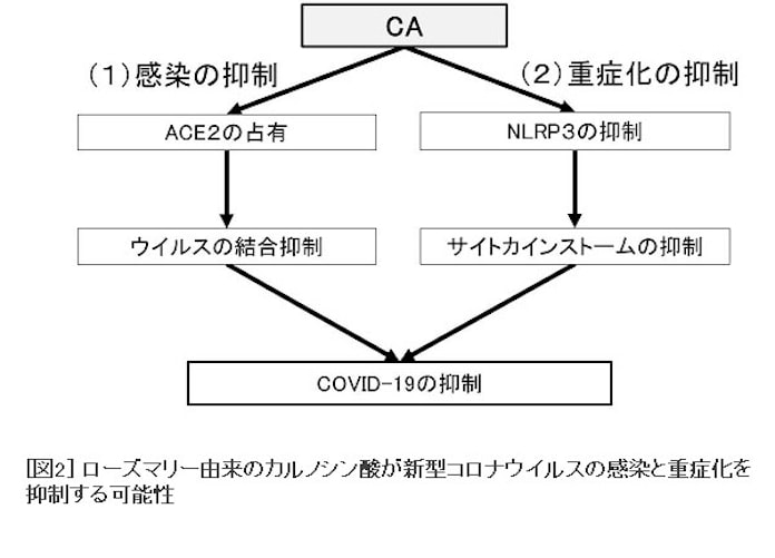 東京工科大 ローズマリー由来のカルノシン酸が新型コロナを抑制する可能性を示す論文を発表 日本経済新聞 東京工科大 ローズマリー由来のカルノシン酸が新型コロナを抑制する可能性を示す論文を発表 日本経済新聞
