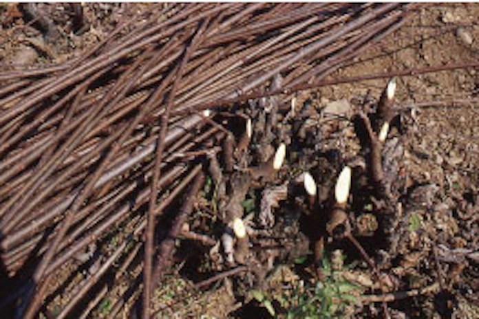 無形文化遺産 和紙 コウゾを自ら生産するワケ 日本経済新聞 無形文化遺産 和紙 コウゾを自ら生産するワケ 日本経済新聞