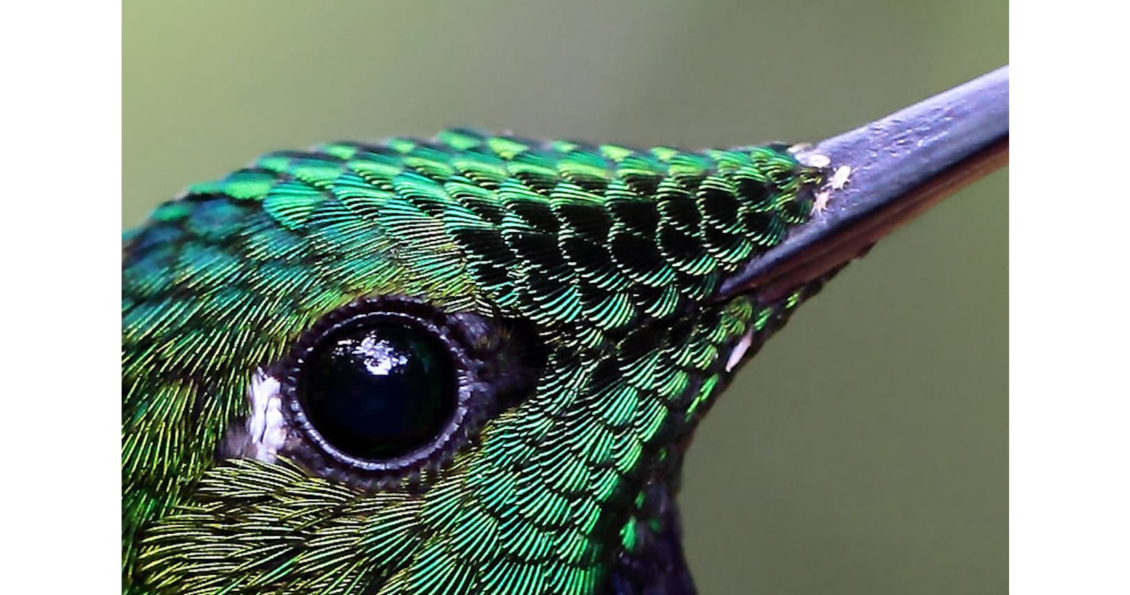 ハチドリは 蜂よりも蛇よりも ガ に似ている Nikkei Style ハチドリは 蜂よりも蛇よりも ガ に似ている Nikkei Style