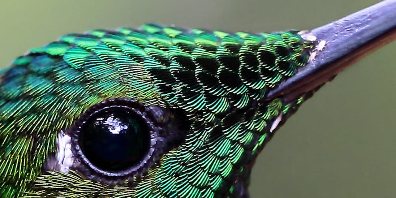 ハチドリは 蜂よりも蛇よりも ガ に似ている Nikkei Style ハチドリは 蜂よりも蛇よりも ガ に似ている Nikkei Style