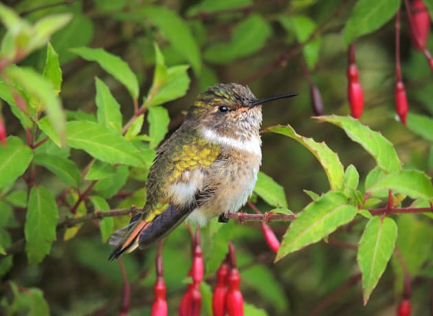 ハチドリは 蜂よりも蛇よりも ガ に似ている Nikkei Style ハチドリは 蜂よりも蛇よりも ガ に似ている Nikkei Style