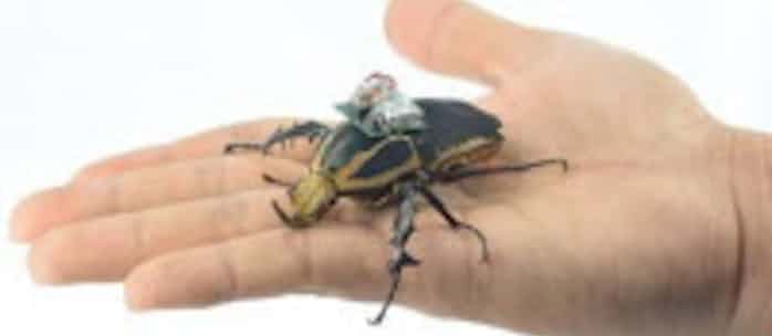 カナブンを ラジコン化 飛翔を自在に制御可能 日本経済新聞