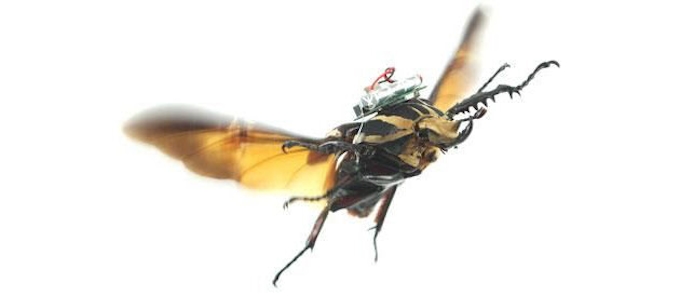 カナブンを ラジコン化 飛翔を自在に制御可能 日本経済新聞