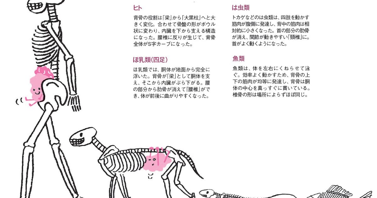 首こりの原因 背骨のしくみから解き明かす 日本経済新聞 首こりの原因 背骨のしくみから解き明かす 日本経済新聞