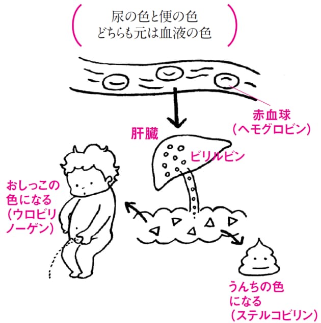 おしっこの色が濃くなったら それは脱水のサイン Nikkei Style