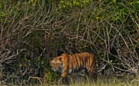 インドとバングラデシュの国境に広がるマングローブ林シュンドルボンは野生生物の保護区として知られる。絶滅の危機にあるベンガルトラもこの地に暮らす
（PHOTOGRAPH BY STEVE WINTER, NATIONAL GEOGRAPHIC、以下同）