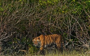 インドとバングラデシュの国境に広がるマングローブ林シュンドルボンは野生生物の保護区として知られる。絶滅の危機にあるベンガルトラもこの地に暮らす
（PHOTOGRAPH BY STEVE WINTER, NATIONAL GEOGRAPHIC、以下同）