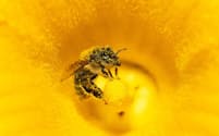 カボチャの花粉を集めるミツバチ。ドイツにて撮影。睡眠不足のハチは、人間同様、仕事をうまくこなせない（PHOTOGRAPH BY KONRAD WOTHE, MINDEN PICTURES）