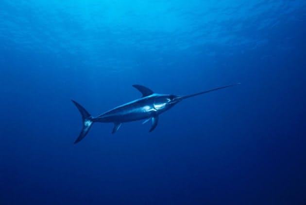 クロカジキ Wikipedia