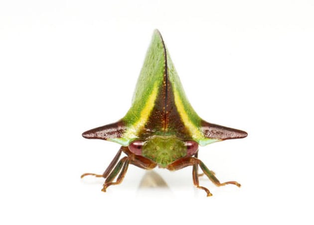 ツノゼミの名前がわかるまで 研究者たちは熱く語り合う Nikkei Style ツノゼミの名前がわかるまで 研究者たちは熱く語り合う Nikkei Style