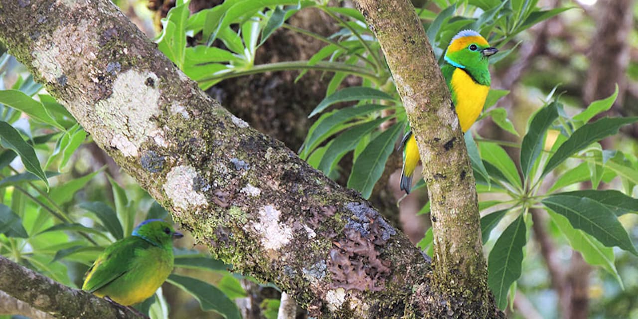 いつも妻を見守っている紳士な鳥とコスタリカの国鳥 Nikkei Style いつも妻を見守っている紳士な鳥とコスタリカの国鳥 Nikkei Style