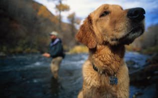 米ユタ州プロボ川でフライフィッシングを楽しむ釣り人とゴールデンレトリバー。犬は、人が思っているよりもずっと人間らしいことが、最近の研究でわかってきた。（PHOTOGRAPH BY CAMERON LAWSON, NATIONAL GEOGRAPHIC CREATIVE）