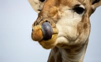 舌で鼻をほじるキリン。南アフリカで撮影（PHOTOGRAPH BY RICHARD DU TOIT, CORBIS）