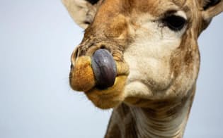 舌で鼻をほじるキリン。南アフリカで撮影（PHOTOGRAPH BY RICHARD DU TOIT, CORBIS）