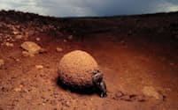 フンコロガシはその優秀なナビゲーション能力を駆使して、空腹の仲間たちから遠く離れた場所までごちそうの糞玉を一直線に運んでいく。（Photograph by Norbert Wu, Science Faction/Corbis）
