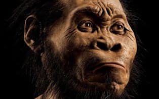 ホモ・ナレディの骨には原始的な特徴も見られるが、顔、頭骨、歯はヒト属（ホモ属）に分類できるほど現代的だ。造形作家ジョン・ガーチーは約700時間かけてこの復元模型を制作した。体毛にはクマの毛が使われている。（PHOTOGRAPH BY MARK THIESSEN, NGM STAFF/National Geographic）