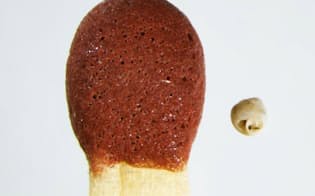 世界最小のカタツムリ、Angustopila dominikaeとマッチ棒の頭。（PHOTOGRAPH BY DR. BARNA PALL-GERGELY AND NIKOLETT SZPISJAK）