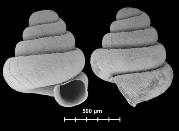 世界最小のカタツムリを発見 大きさ1ミリ未満 Nikkei Style 世界最小のカタツムリを発見 大きさ1ミリ未満 Nikkei Style