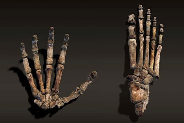 ブツブツ見ると気持ち悪い トライポフォビアに新説 Nikkei Style ブツブツ見ると気持ち悪い トライポフォビアに新説 Nikkei Style