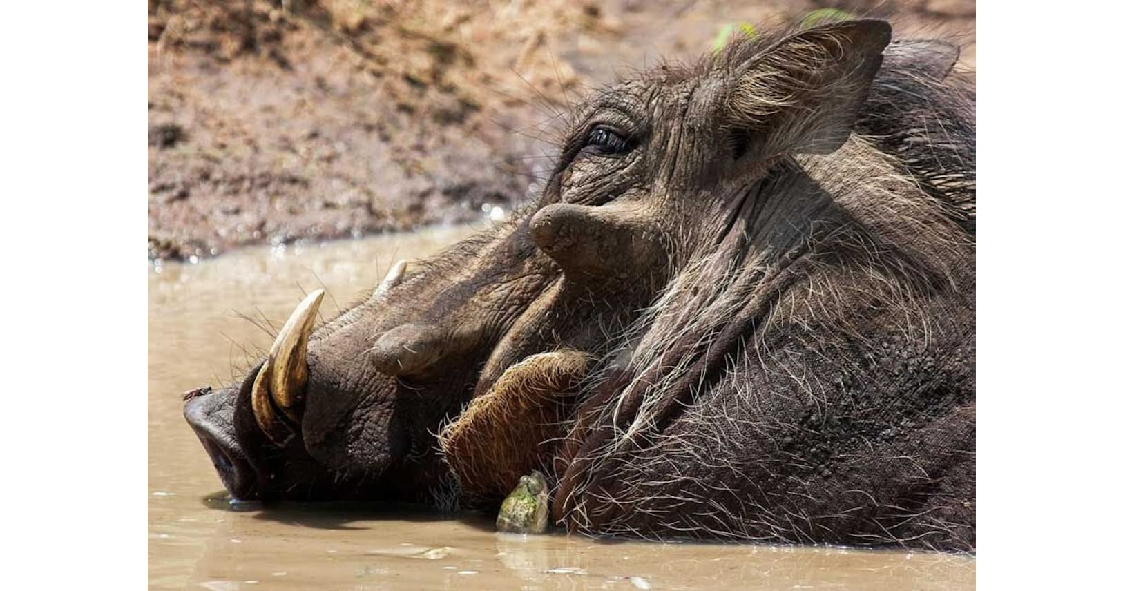 イボイノシシの体を掃除するカメを発見 南アフリカ Nikkei Style イボイノシシの体を掃除するカメを発見 南アフリカ Nikkei Style