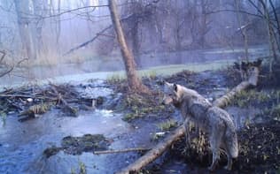 人間の立ち入りが禁止されているチェルノブイリ原発跡付近を歩くヨーロッパハイイロオオカミ。ここにすむオオカミの数は、他の保護区と比べて7倍に増えている。（PHOTOGRAPH BY SERGEY GASHCHAK, CHERNOBYL CENTER）