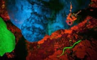 すべてはこの写真から始まった。2011年、デビッド・グルーバー氏がカリブ海の英領リトルケイマン島で撮影した写真に、緑色に蛍光発光するウナギのような魚が写り込んでいた。（PHOTOGRAPH BY JIM HELLEMN）