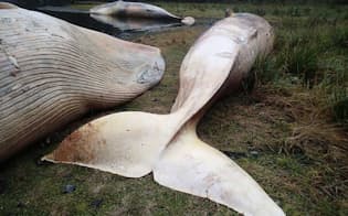 2015年4月に、パタゴニアで見つかったイワシクジラの死骸。その後さらに広い範囲でクジラの大量死が確認され、いずれも有害な赤潮が原因ではないかと見られている。（PHOTOGRAPH BY VRENI HAUSSERMANN）