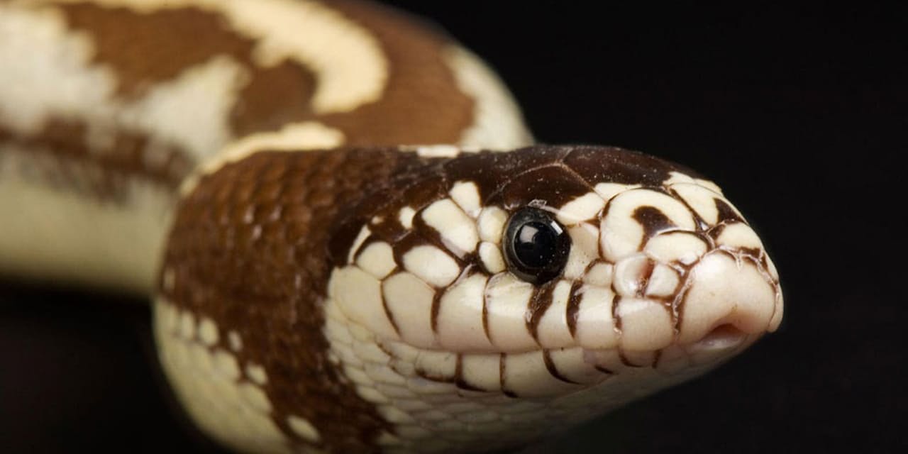 ヘビのウロコに 剥がれない潤滑油 初の発見 ナショジオ Nikkei Style