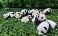 中国、四川省にある碧峰峡パンダ基地の公開イベントで、2015年に誕生したジャイアントパンダの子どもたちが集合。中国パンダ保護研究センターの関連施設で2015年に誕生したパンダの数は26頭で、最多を記録した。（PHOTOGRAPH BY IMAGINECHINA, CORBIS）