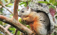 カワリリスのドルサリス亜種（哺乳類:ネズミ目:リス科:リス属）
グアバの木の上で実を食べているところ。ぽっちゃりとしていて乳首が見えているので、メスだろう。カワリリスは中央アメリカの固有種。これまでに14亜種が記載されていて、そのうちの7亜種がコスタリカで確認されている。体重は約700グラム。
体長:約30 cm　撮影地:モンテベルデ、コスタリカ