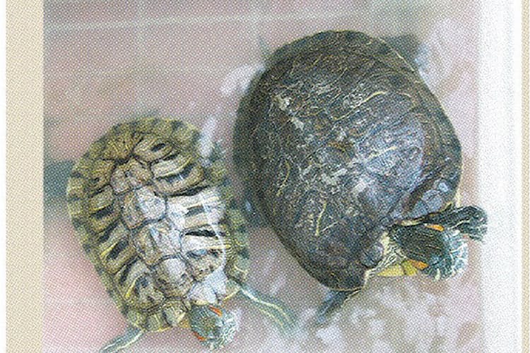 ミドリガメが増えるとなぜいけないの Nikkei Style ミドリガメが増えるとなぜいけないの Nikkei Style