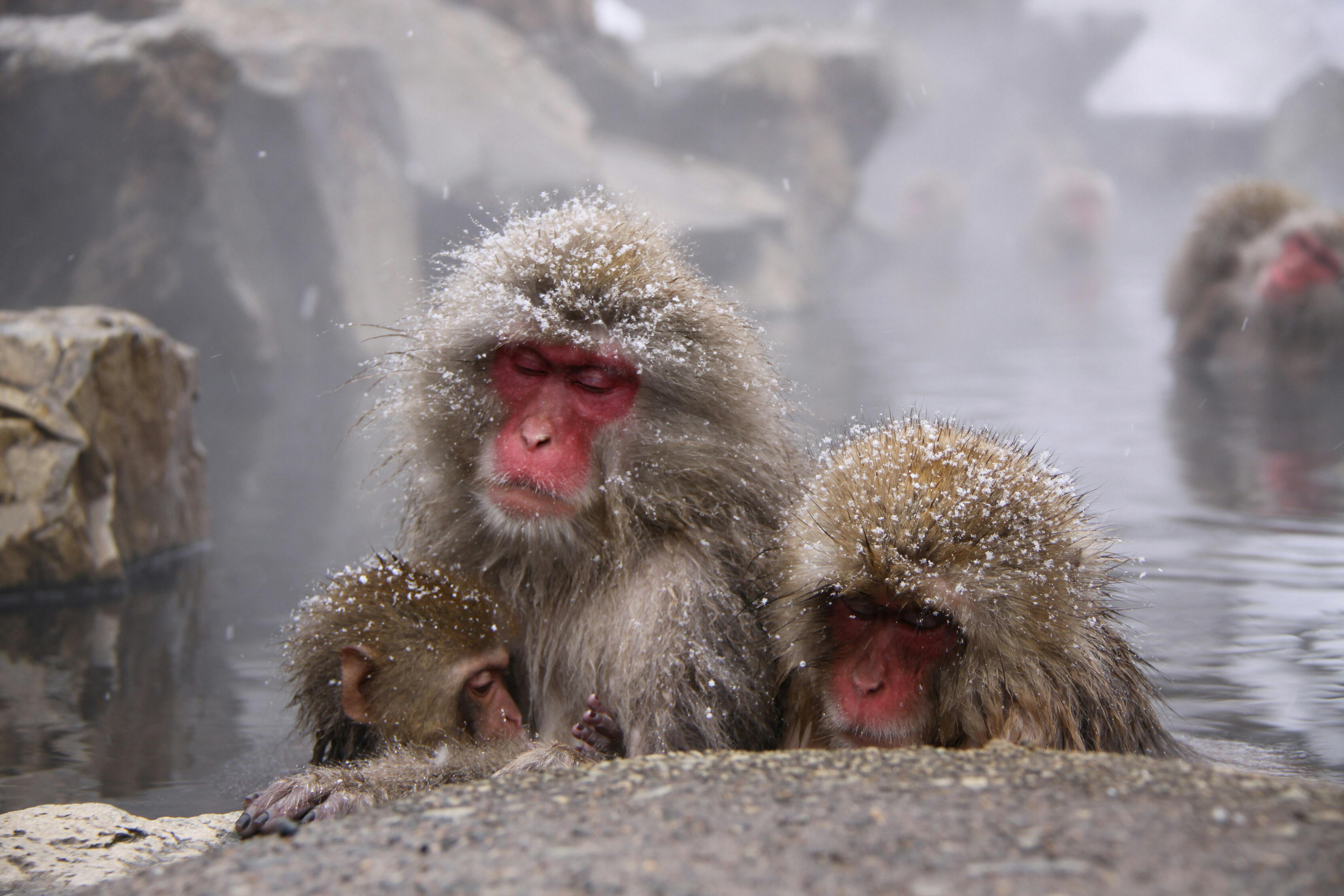 なぜそこまで熱中 外国人の ニホンザル愛 Nikkei Style なぜそこまで熱中 外国人の ニホンザル愛 Nikkei Style