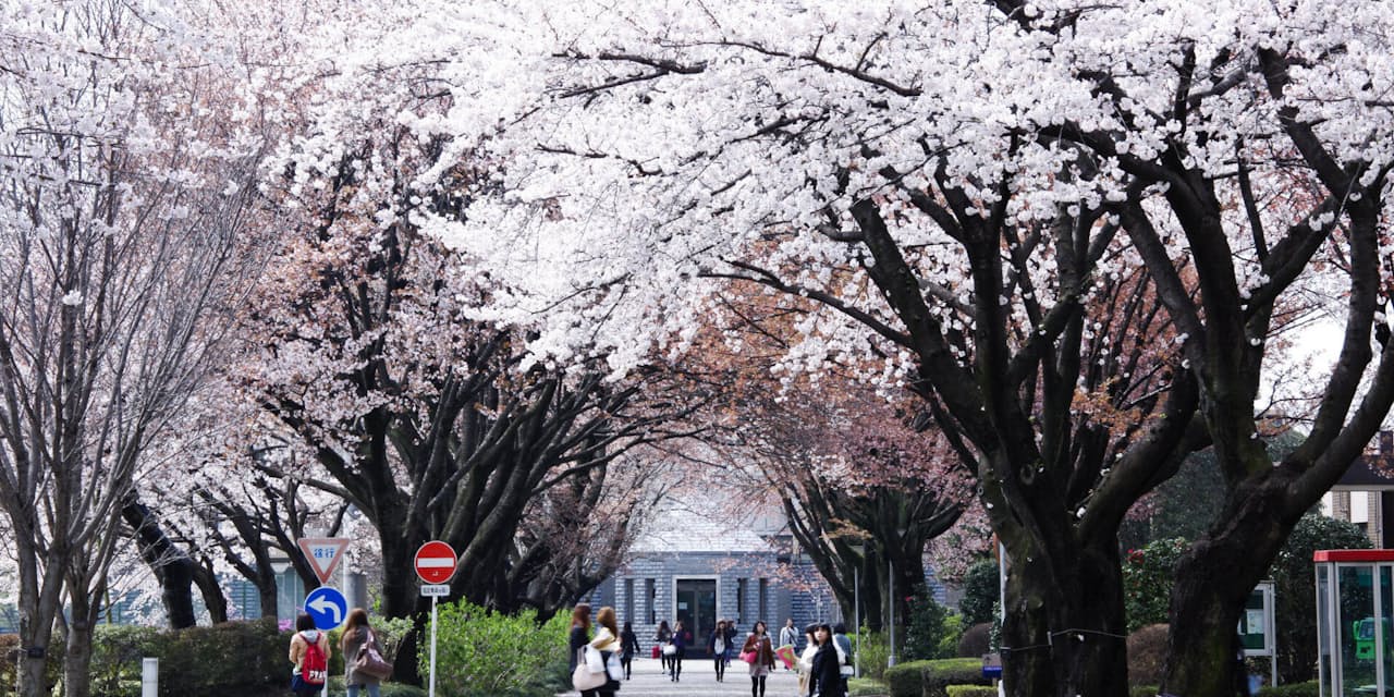 一度は歩いてみたい国内大学の桜名所 ランキング Nikkei Style
