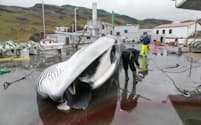 アイスランドの捕鯨会社「クバルル」の従業員が、ナガスクジラを解体している。同社は、今夏は絶滅が危惧されるナガスクジラの漁を中止すると発表した。（PHOTOGRAPH BY ARNALDUR HALLDORSSON, BLOOMBERG, GETTY IMAGES）
