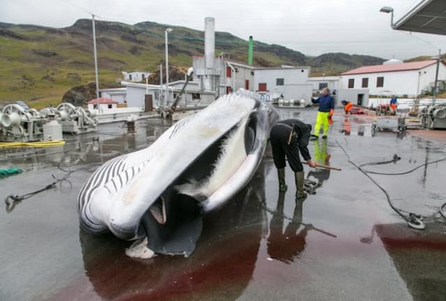 アイスランドの捕鯨会社「クバルル」の従業員が、ナガスクジラを解体している。同社は、今夏は絶滅が危惧されるナガスクジラの漁を中止すると発表した。（PHOTOGRAPH BY ARNALDUR HALLDORSSON, BLOOMBERG, GETTY IMAGES）
