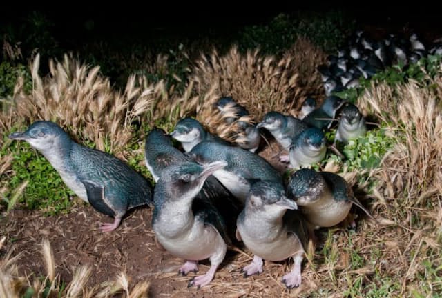 オーストラリア、ビクトリア州で、巣穴に帰るコガタペンギンたち。フェアリー（妖精）ペンギンとも呼ばれている。（PHOTOGRAPH BY TUI DE ROY, MINDEN PICTURES/CORBIS）