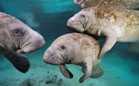 米国フロリダ州にあるスリーシスターズ・スプリングズを泳ぐアメリカマナティー。絶滅が危惧されてきた水生哺乳類だが、生息数が回復しつつあるようだ。（Photograph by Brian Skerry, National Geographic Creative）