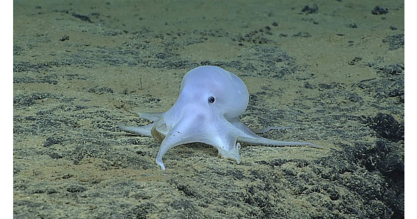 深海で幽霊のようなタコを発見 新種の可能性 Nikkei Style 深海で幽霊のようなタコを発見 新種の可能性 Nikkei Style