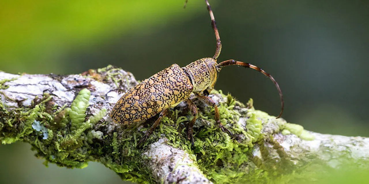 枝の中の謎のカミキリムシは新種だった Nikkei Style 枝の中の謎のカミキリムシは新種だった Nikkei Style