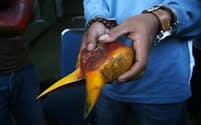 オナガサイチョウのくちばしと、カスクと呼ばれる硬い突起の部分。インドネシアの森林管理官が密猟者から押収したものだ。（PHOTOGRAPH BY JEFTA IMAGES, BARCROFT MEDIA, GETTY IMAGES）