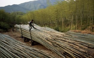 伐採した竹を運ぶ労働者たち。中国、安吉県の林で撮影。（PHOTOGRAPH BY FRITZ HOFFMAN, NATIONAL GEOGRAPHIC）