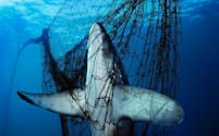 このオナガザメのように、本来漁獲対象でない魚が網にかかってしまうことは、世界中の漁業者にとって頭の痛い問題となっている。（Photograph by Brian Skerry, National Geographic Creative）
