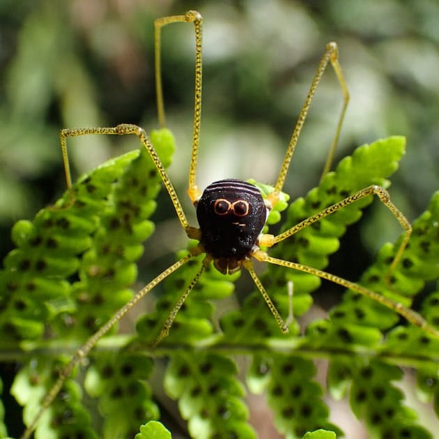 ザトウムシが造るミステリーサークルの正体 Nikkei Style ザトウムシが造るミステリーサークルの正体 Nikkei Style