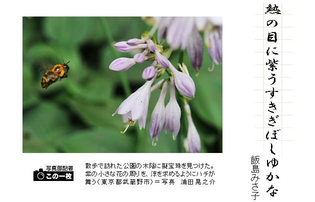 ちょっと読めない夏の花 一口俳句講座 擬宝珠の花 Nikkei Style