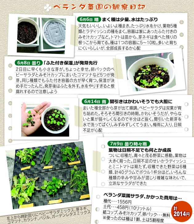 紙コップでベランダ菜園 くらし ハウス Nikkei Style
