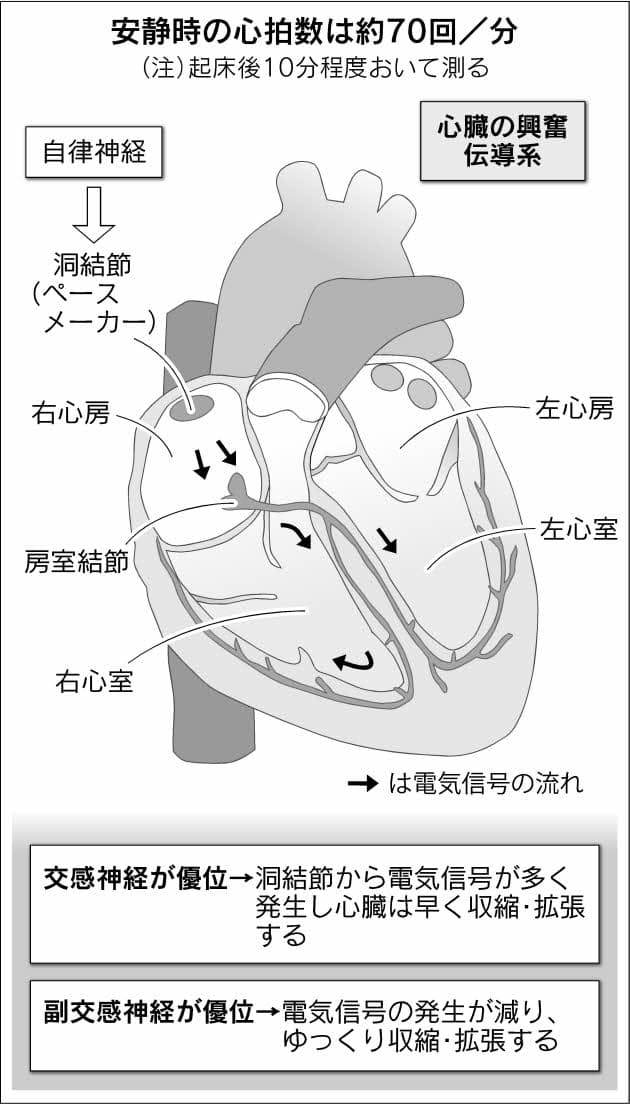 80 脈拍 数