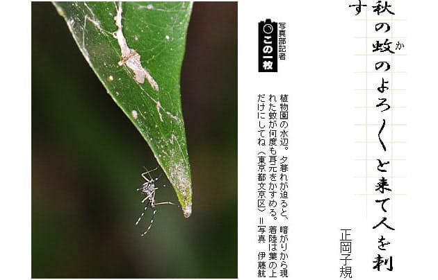 鳴かない虫 その2 俳句一口講座 秋の蚊 Nikkei Style 鳴かない虫 その2 俳句一口講座 秋の蚊 Nikkei Style